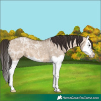 Horse Color:Bay Ice Dun Splash