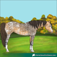 Horse Color:Buckskin Ice 