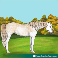 Horse Color:Gray Palomino Ice Dun Splash 