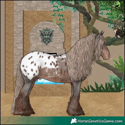 Horse Color:Liver Chestnut Appaloosa 