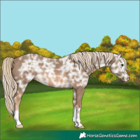 Horse Color:Chocolate Palomino Ice Rabicano