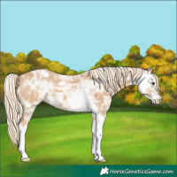 Horse Color:Palomino Ice Sabino 
