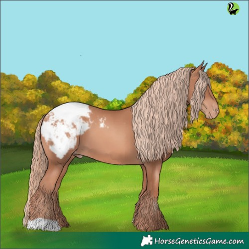 Horse Color:Gold Champagne Appaloosa 
