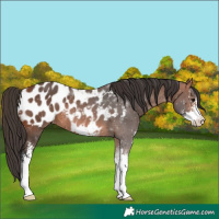 Horse Color:Bay Sabino Blanket