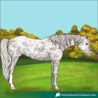 Horse Color:Silver Black Ice Appaloosa 