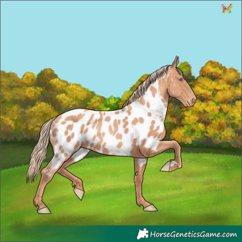 Horse Color:Gold Champagne Appaloosa 