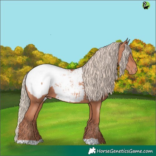 Horse Color:Gold Champagne Appaloosa 