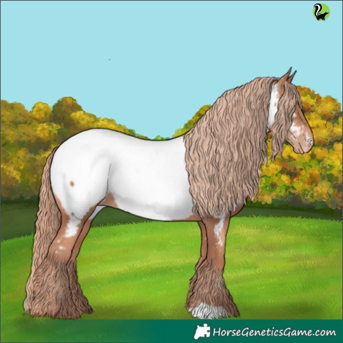 Horse Color:Gold Champagne Appaloosa 