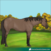 Horse Color:Liver Red Dun Rabicano