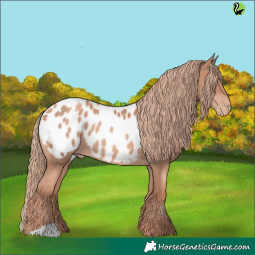 Horse Color:Gold Champagne Appaloosa