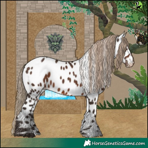 Horse Color:Liver Chestnut Appaloosa 