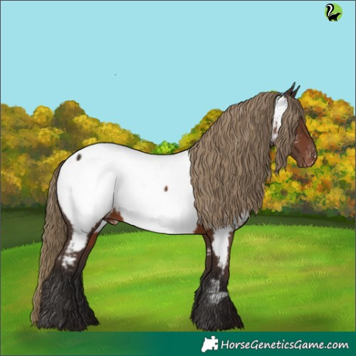Horse Color:Liver Chestnut Appaloosa