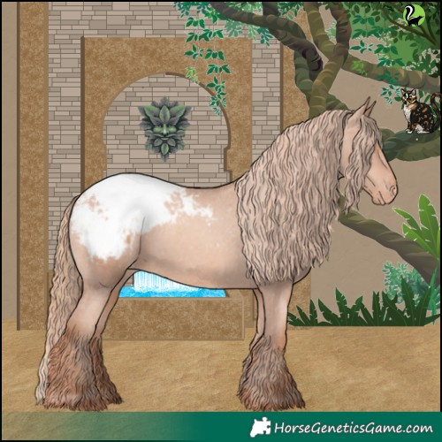 Horse Color:Gold Champagne Appaloosa 