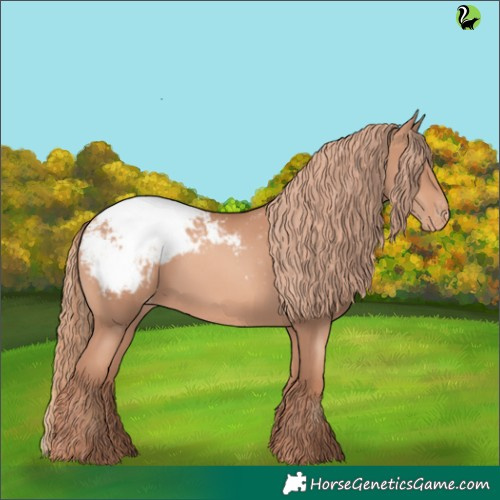 Horse Color:Gold Champagne Appaloosa