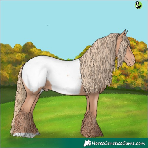 Horse Color:Gold Champagne Appaloosa 