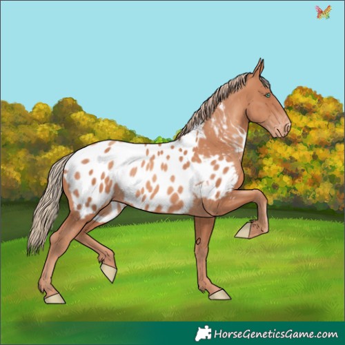 Horse Color:Gold Champagne Appaloosa 
