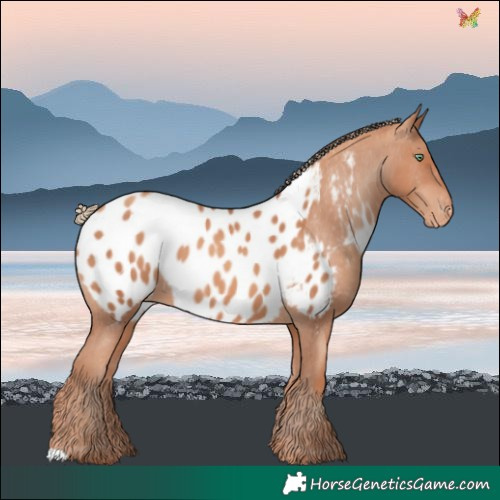 Horse Color:Gold Champagne Blanket 