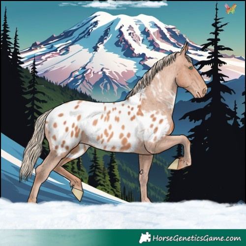 Horse Color:Gold Champagne Appaloosa 