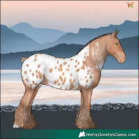 Horse Color:Gold Champagne Blanket 