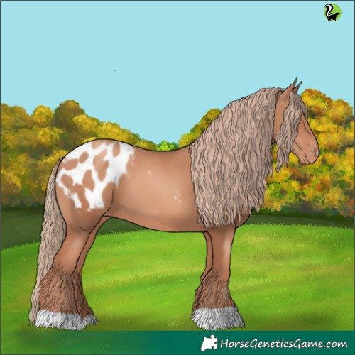 Horse Color:Gold Champagne Appaloosa