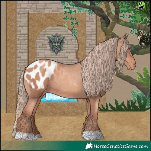 Horse Color:Gold Champagne Appaloosa 