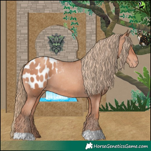 Horse Color:Gold Champagne Appaloosa 