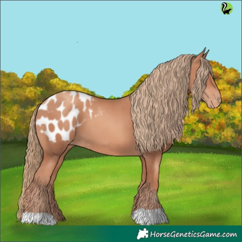 Horse Color:Gold Champagne Appaloosa 