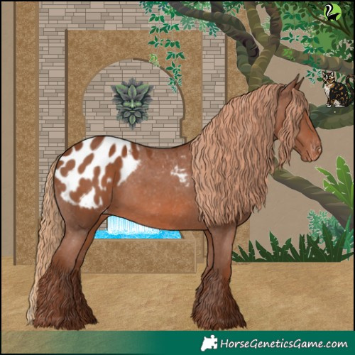 Horse Color:Chestnut Appaloosa 