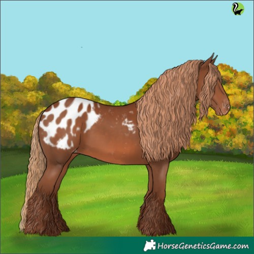 Horse Color:Chestnut Appaloosa 