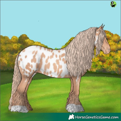 Horse Color:Gold Champagne Appaloosa 