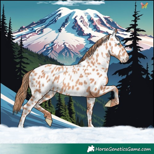 Horse Color:White Spotted Gold Champagne Appaloosa 