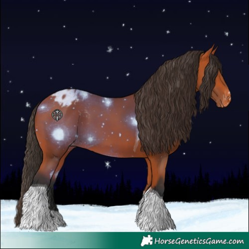 Horse Color:Bay Tobiano Appaloosa 