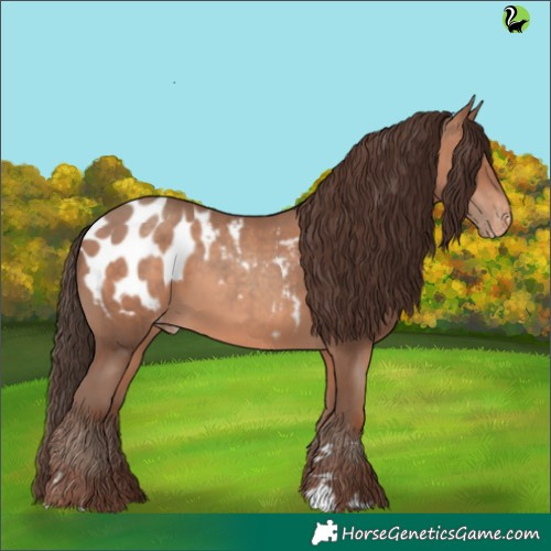 Horse Color:Sable Champagne Appaloosa 