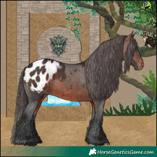 Horse Color:Brown Appaloosa 