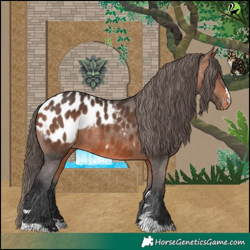 Horse Color:Bay Appaloosa 