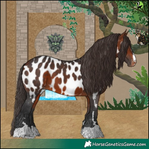 Horse Color:Bay Appaloosa 