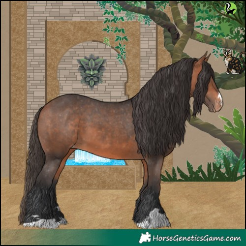 Horse Color:Bay Appaloosa 