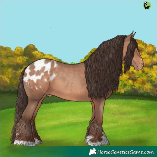 Horse Color:Sable Champagne Appaloosa