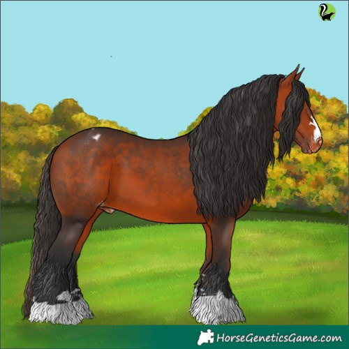 Horse Color:Bay Appaloosa 