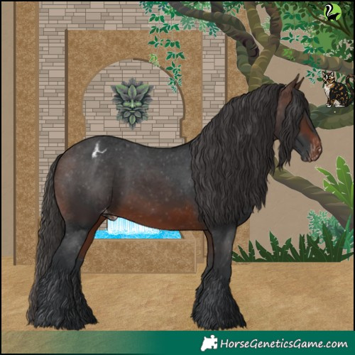 Horse Color:Brown Appaloosa 