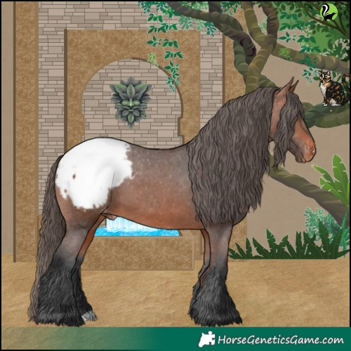 Horse Color:Bay Appaloosa 