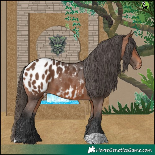 Horse Color:Bay Appaloosa 