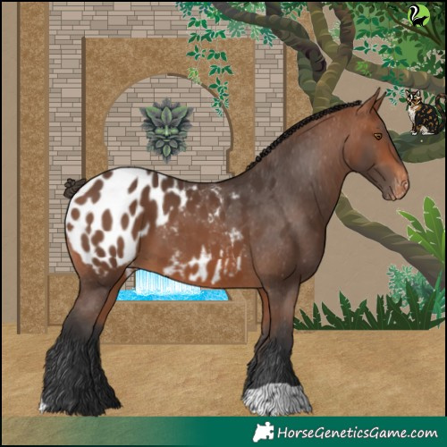 Horse Color:Bay Blanket 