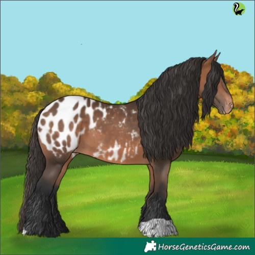 Horse Color:Bay Appaloosa 