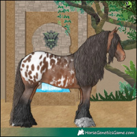 Horse Color:Bay Appaloosa 
