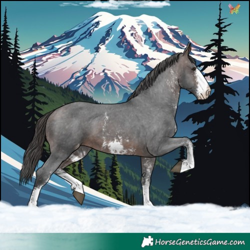 Horse Color:Brown Sabino Appaloosa 