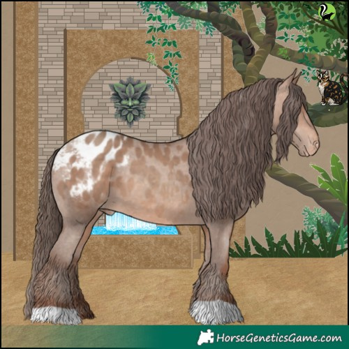 Horse Color:Sable Champagne Appaloosa 