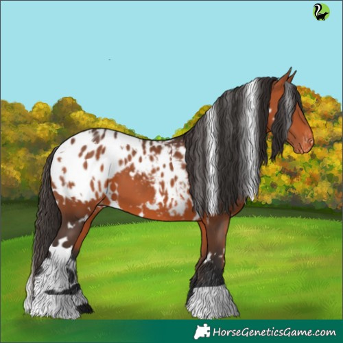 Horse Color:White Spotted Bay Appaloosa