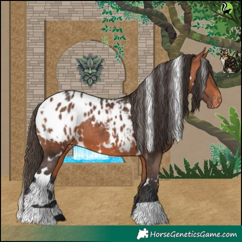 Horse Color:White Spotted Bay Appaloosa 