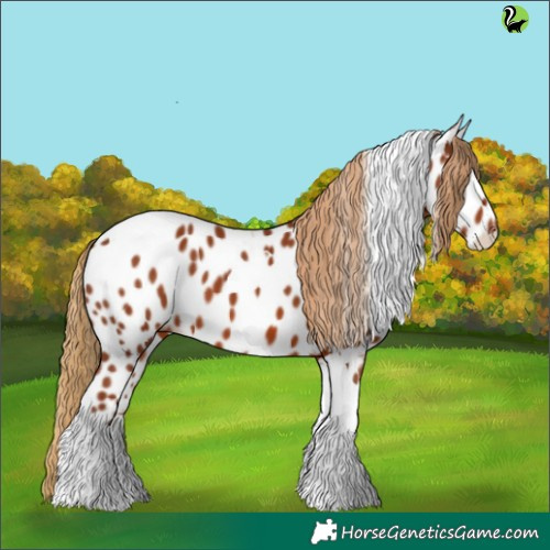 Horse Color:Chestnut Tobiano Appaloosa